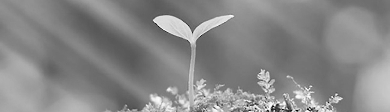 growth--bw